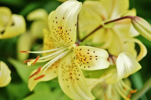 百合,花,植物,春天,开花,性质,花的 百合,花,植物,春天,开花,性质,花的