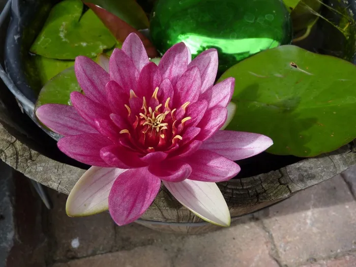 睡莲，粉红色，花，开花，盛开，池塘，木材