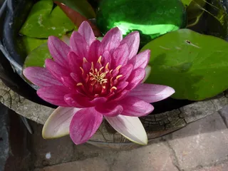 睡莲，粉红色，花，开花，盛开，池塘，木材