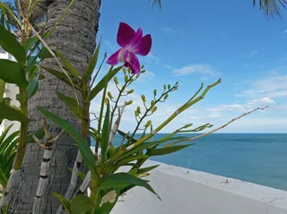 兰花，鲜花，热带，亚洲，泰国，植物