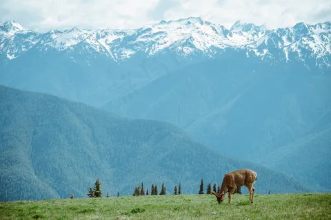 鹿,山,自然,动物,野生动物,景观 鹿,山,自然,动物,野生动物,景观