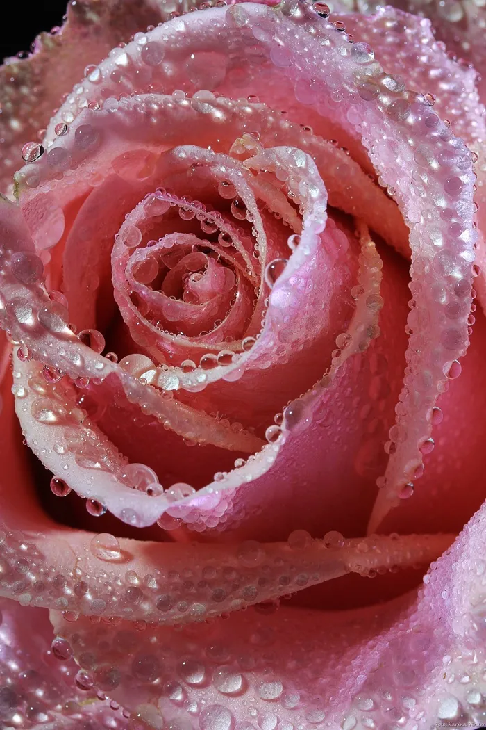 粉色玫瑰,玫瑰,玫瑰花,粉红色玫瑰花,花卉,粉红玫瑰与雨滴的近似镜头