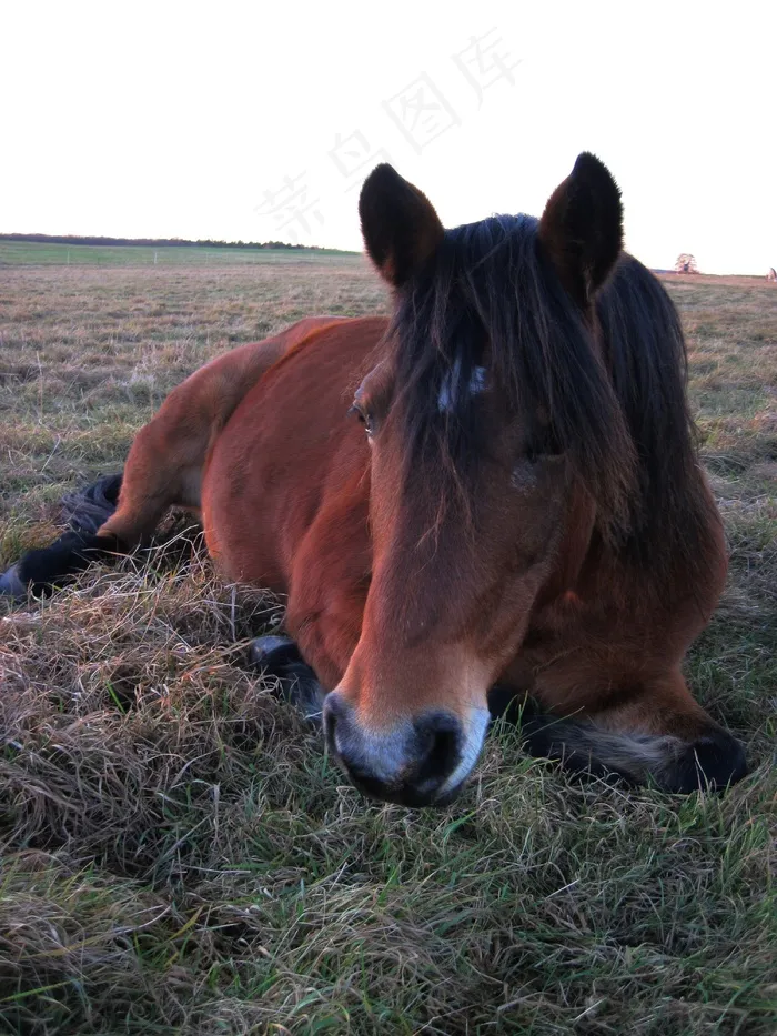 小马，牧场，关注点，马，注意，好奇