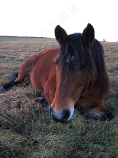 小马，牧场，关注点，马，注意，好奇