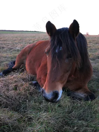 小马，牧场，关注点，马，注意，好奇