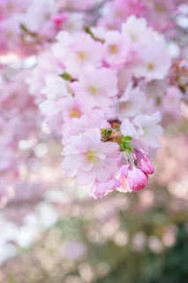 日本樱花树,开花,白,粉红色 日本樱花树,开花,白,粉红色
