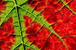 结构，秋季，藤，出现，关闭