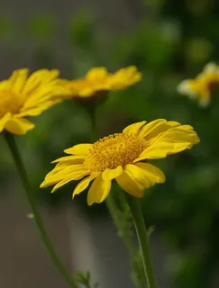 菊花,花,金盏花 菊花,花,金盏花