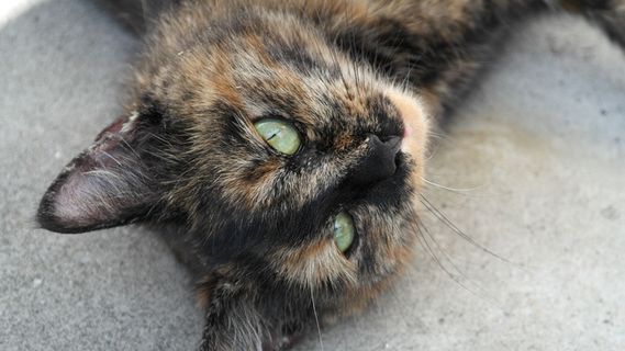 猫，猫的眼睛，家猫，视图，轮廓，关闭