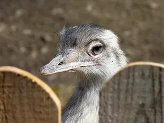 丽亚鸟，不会飞的鸟，鸟，头，条例草案，大鸟