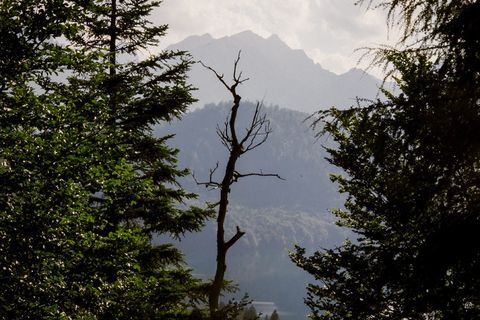 树,山峦,天空,黄山松,奇松,旧金山阿尔卑斯山 树,山峦,天空,黄山松,奇松,旧金山阿尔卑斯山