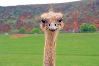 鸵鸟，Ave，动物，鸟，动物区系，肖像