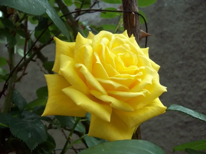 野花，玫瑰，花的，花，植物，自然