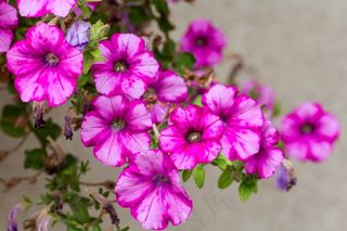 鲜花，花园，关闭