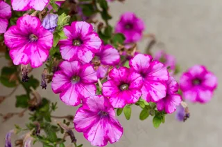 鲜花，花园，关闭