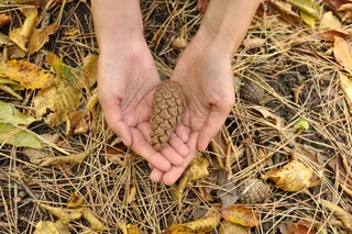 手，凹凸，秋季，伍兹