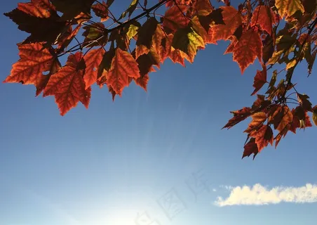 叶子,秋天,叶子,红色,颜色,科,枫 叶子,秋天,叶子,红色,颜色,科,枫