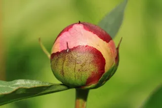 牡丹，芽，植物区系，开花，盛开，花
