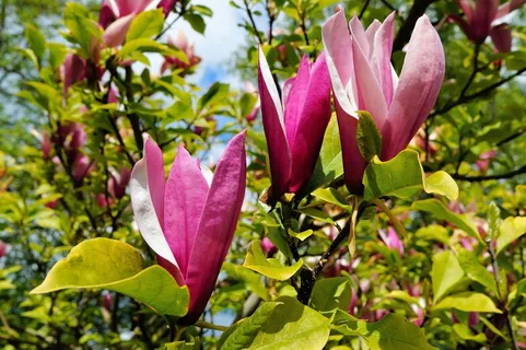 鲜花,郁金香树,紫色,非洲Tulpenbaum 鲜花,郁金香树,紫色,非洲Tulpenbaum