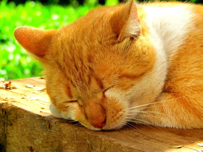 猫，猫的，动物