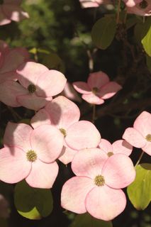粉红山茱,、山茱wood,木本植物,观赏树 粉红山茱,、山茱wood,木本植物,观赏树