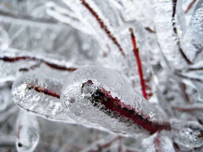 冰，树木，冬冬季，雪，冷，冻结，雨夹雪，植物