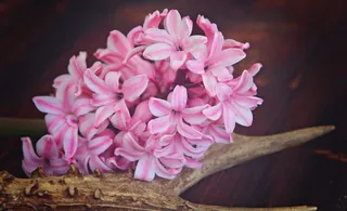 风信子，花，鲜花，粉红色，植物，春天的花朵