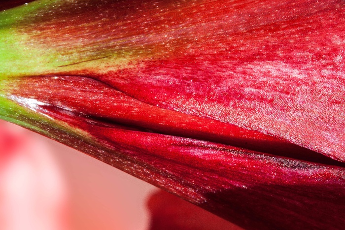 孤挺花，红色，鲜花，花卉，植物，植物学，关闭