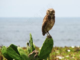 鸟，猫头鹰，动物，热带鸟类，动物