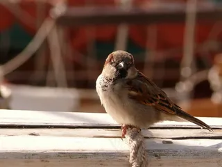 帆船，旧钻机，海，水，帆船，港口