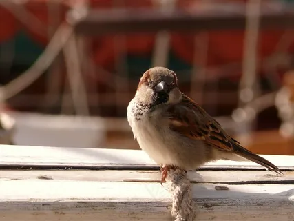 帆船,旧钻机,海,水,帆船,港口 帆船,旧钻机,海,水,帆船,港口