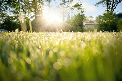 露水在草地上，清晨露水，早晨，自然，草