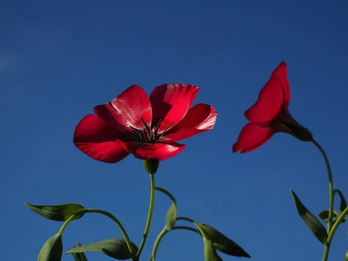 红莱恩，开花，花，红色，半透明