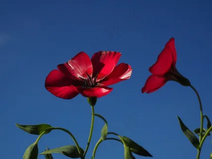 红莱恩,开花,花,红色,半透明 红莱恩,开花,花,红色,半透明