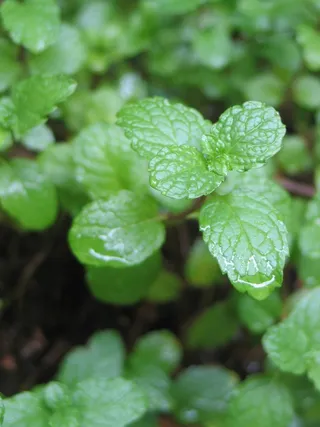 薄荷，草药，薄荷，薄荷，香草