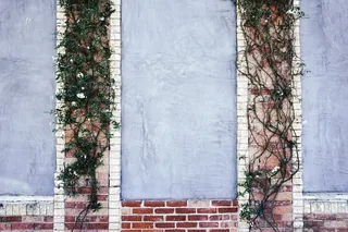 墙上，砖，装饰，常春藤，植物，老，红色，砖