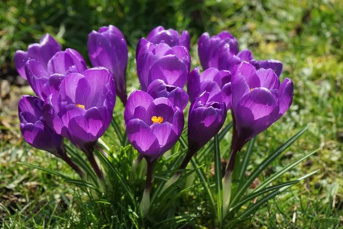 番红花，鲜花，紫色，关闭，春天，Bühen，多彩