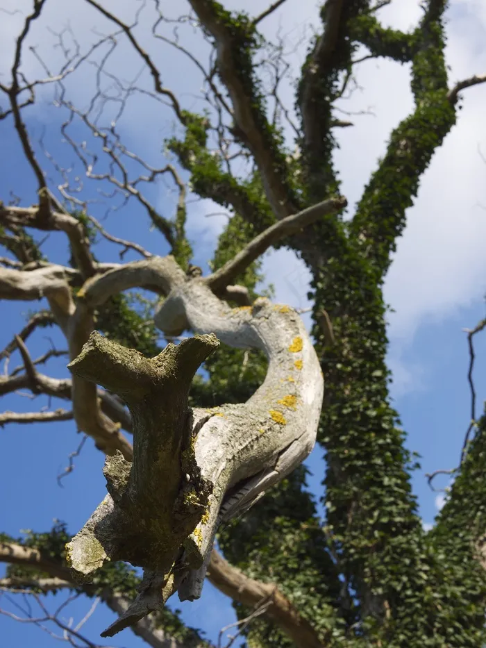 死，死树，博恩霍尔姆，树，有机，农业