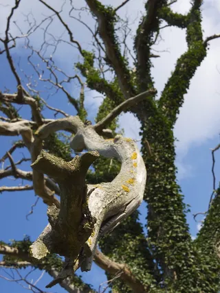 死，死树，博恩霍尔姆，树，有机，农业