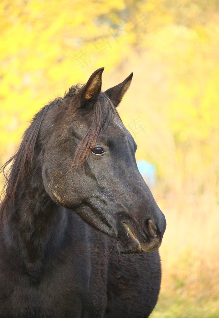 马，说唱，秋季，母马，纯种阿拉伯