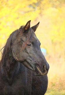 马，说唱，秋季，母马，纯种阿拉伯