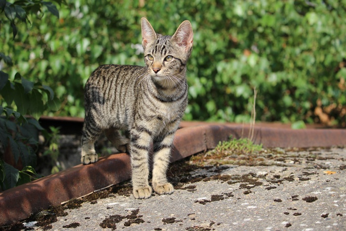 猫，小猫，宿醉，猫宝宝，鲭鱼