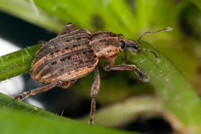 象鼻虫，三叶草叶，关闭，昆虫，自然，Bug