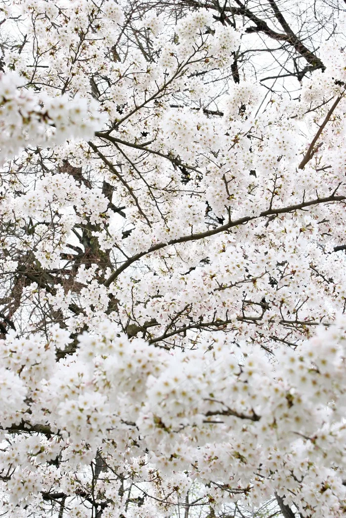 苹果日本，树，白，亚洲