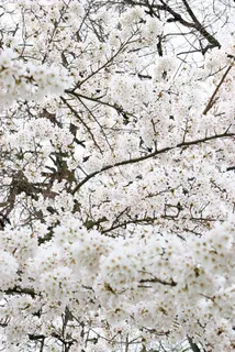 苹果日本，树，白，亚洲