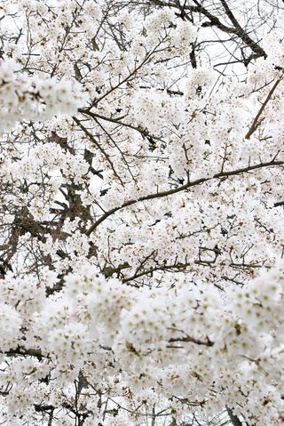 苹果日本，树，白，亚洲