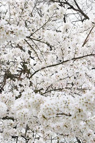 苹果日本，树，白，亚洲