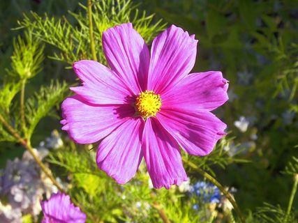 宇宙，粉红色，明亮，花园，花瓣，夏天，新鲜