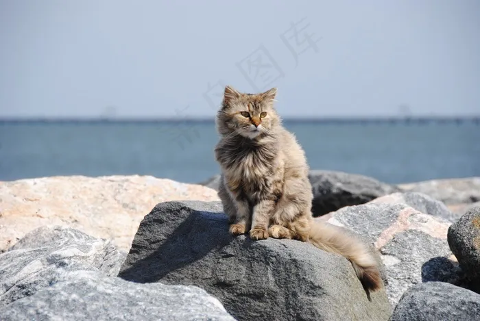 猫，野生，海滩，岩石，户外