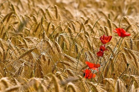 玉米田，Klatschmohn，鲜花，黄色，红色，罂粟